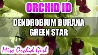 Dendrobium Burana Greenstar Orchid  Fragrant and easy to care for [upl. by Ayanahs348]