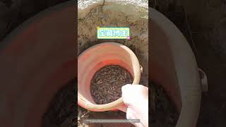 Smart Way Of Using Simple Tool To Trap And Control Mole Crickets [upl. by Laurentium]