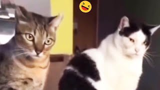 Try Not To Laugh At The Funniest Cats And Dogs 😺🐶 New Funny Animal Videos 🐧 [upl. by Neelyak]