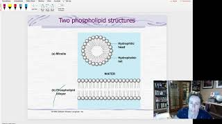 phospholipid bilayer [upl. by Enajiram]