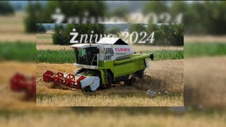 żniwa 2024 🌾🚜 idealne rozpoczęcie wakacji 🏖  claas medion 310 zetor 6340 ursus c360 [upl. by Ivets]