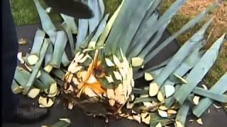 PROCESO DE quotRASURADOquot DE AGAVE [upl. by Assilav475]