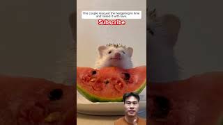 My soul Subscribe to my channel to stay tuned my dear pets animals hed hedgehoglover cute [upl. by Nale659]