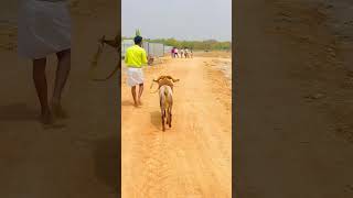 😱😱karnataka sheeps tagaru videos uncontrolled sheep fighting sheeps speed running sheeps lov [upl. by Nessnaj]