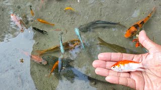 Find Colorful Ornamental fish Goldfish betta fish Catfish lobster koi fish animals Videos [upl. by Eiclud]