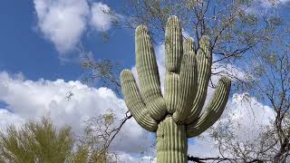 🌵Saguaro of the Day🌵 A HEART FULL OF SPIKES 💜 in a Sahuarita Lot Near The Hospital 💪👨‍⚕️🏥 [upl. by Mischa]