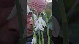 Autumn Snowdrop Season snowdrops autumn gardening explore adventure ideas motivation garden [upl. by Llenyar]