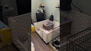 French bulldog Puppies  Weekly Puppy Development  Whelping room set up [upl. by Nevada]