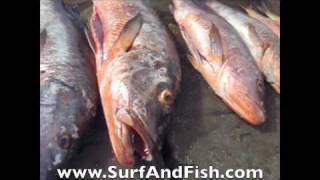 Spearing Giant Cubera Snappers in Nicaragua [upl. by Aened19]