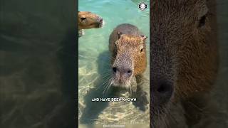 Capybara 🦫 The Friendliest Creature on Earth [upl. by Ainimre]