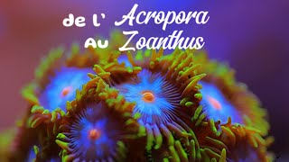 Épisode n°1  Le Zoanthus 🪸 [upl. by Servais482]