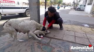 Anguished mother dog wails for wounded baby Sweetest reunion [upl. by Stoops]