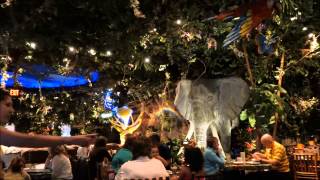 Rainforest Cafe Downtown Disney Walt Disney World Resort [upl. by Aihtebat]