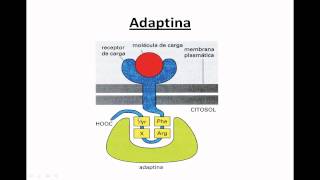 Ayudantía BioCel Aspectos moleculares del transporte vesicular [upl. by Haleelahk]