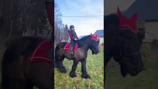 Working Draft Horses for sale at Haste Draft Horses amp Mules kentucky workhorse draft percheron [upl. by Etezzil]