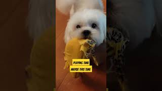 Playing time doglife dogshorts viralvideos dog [upl. by Studnia262]