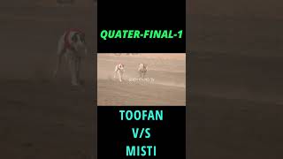 TOOFAN VS MISTI  BEST QUATERFINAL RACE greyhound tv doglovers [upl. by Anasus]