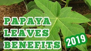 papaya leaves benefits [upl. by Adnauqal]