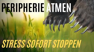 Peripherie Atmen  Stress SOFORT Stoppen [upl. by Nyra]