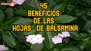 45 Beneficios de las Hojas de Balsamina [upl. by Frum]