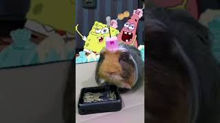 Videos de cuyos jugando  cobaya feliz  cuyos comiendo meme  cute funny guinea pig videos  cobaya [upl. by Ailedo103]