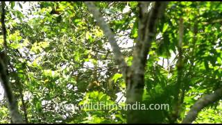 Female Gibbon jumping around in Gibbon wildlife sanctuary [upl. by Ruberta]