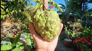 Melbourne Grown Cherimoya vs Custard Apple Comparison  American Pawpaw Update [upl. by Barbarese]