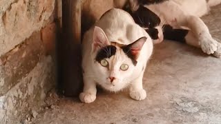 Funny CAT Video Owner CAT Stray Kitten ✨✨✨ [upl. by Aisatsan]