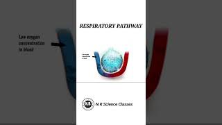 Respiratory pathway biology shorts science [upl. by Florian]