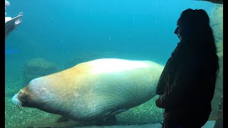 Walrus feeding as seen from below [upl. by Ignatia]