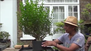 How to create a stunning bonsai out of a hedge for FREE part 1 [upl. by Aimahc]