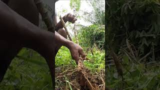 Harvesting cassava part 351 shorts farming cassava nature cassavaroots cassavafarming [upl. by Llehsal113]