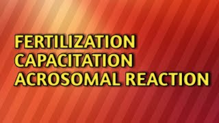 Fertilizationcapacitationacrosomal reaction [upl. by Boudreaux]