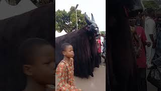 Animal Masquerade Live At Senator Tony Nwoye Father burial In Nsugbe goviral [upl. by Peskoff]