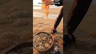 Rescue missions 💯jellyfish safely returned to their home 👍 oceanrescue jellyfish [upl. by Lamprey316]