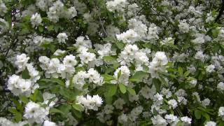 Алупка Цветет Экзохорда Альберта 100лет в парке Воронцовского дворца Blossoms Exochord Albert [upl. by Rahas915]