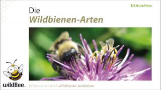 D08 WildbienenArten [upl. by Romeu]