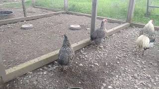 Araucana Chickens  Breeding Pen 2 Closer look at the birds [upl. by Maurreen]