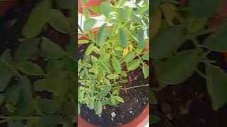 Ma plant white rose flowers subscribe 😍 short video [upl. by Ardnu]