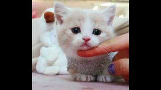 Baby cats cute and funny moment 10  meowYT [upl. by Nhojleahcim]