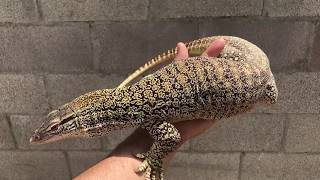 Varanus Gouldii Flavirufus [upl. by Sidhu74]