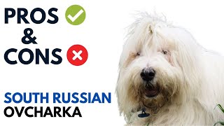 South Russian Ovcharka Pros and Cons  Южнорусская овчарка Advantages and Disadvantages [upl. by Aed]