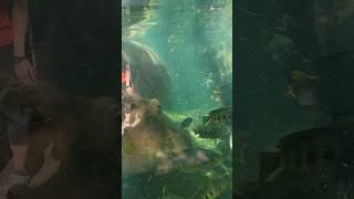 Hippos swimming at the St Louis Zoo [upl. by Vernita]