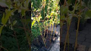 An easy way to propagate Red Twig Dogwoods amp some other shrubs [upl. by Elna]