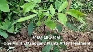 One Month Mahogany Plants After Treatment 🦚africanmahogany 🦚 [upl. by Dlanar379]