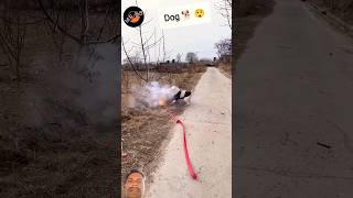 Fire cracker with dog firecraker dog crackers fireworks funny pets omcrackers ytshorts [upl. by Ydnelg572]