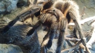 Ursula Chilean Rose Tarantula climbing [upl. by Lrat809]