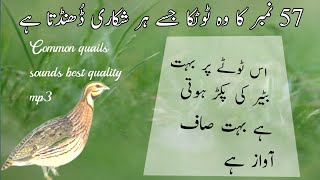 Batair ki morning awaz  quail sound batair ka awazbater ki awaazbirds sounds [upl. by Gnet721]