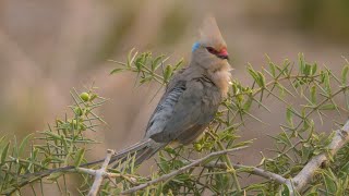 Bluenaped Mousebirds in Kenya [upl. by Aurel694]