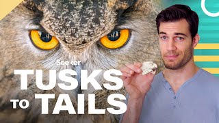 Owl Eyes Are Shaped Like Tubes Heres Why [upl. by Manaker588]